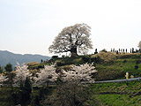 3．丘の上の醍醐桜