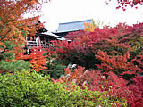 東福寺の紅葉2