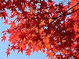 東福寺の紅葉4