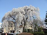 9．皇子山公園のしだれ桜