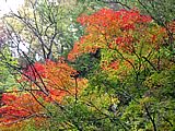 鳴子峡の紅葉